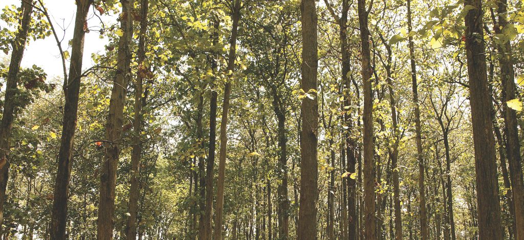 From Seed to Seat: The Story of Gloster’s Sustainable Outdoor Furniture