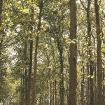 The Story of Gloster's Sustainable Outdoor Furniture